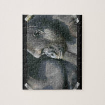 Mountain Gorilla  Puzzle