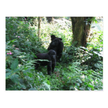 Mountain Gorillas Post Cards