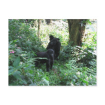 Mountain Gorillas postcards by catdogdz Mountain Gorillas postcards