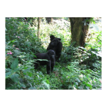 Mountain Gorillas posters