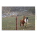 Mountain Horses cards