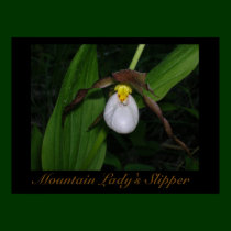 Mountain Lady's Slipper Print