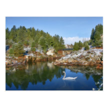 Mountain Lake, Swan, Reflections Postcard