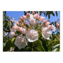 Mountain Laurel 46 ~ ATC card business cards by Andy2302 Mountain Laurel 46 ~ ATC card business cards