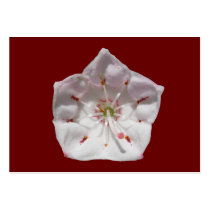 Mountain Laurel 48 ~ ATC card business cards by Andy2302 Mountain Laurel 48 ~ ATC card business cards