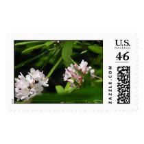 Mountain Laurel Blossoms postage