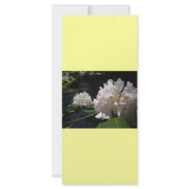 Mountain Laurel by a Creek Rack Card Design