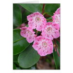 Mountain Laurel Flowers Greeting Card