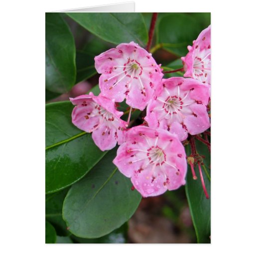Mountain Laurel Flowers Greeting Card