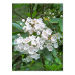 Mountain Laurel Flowers Post Card