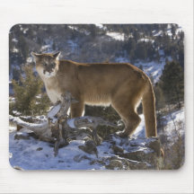 Mountain Lion, aka puma, cougar; Puma concolor, Mousepads