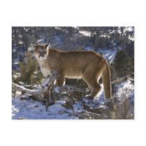 Mountain Lion, aka puma, cougar; Puma concolor,