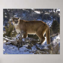 Mountain Lion, aka puma, cougar; Puma concolor,