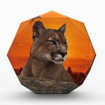 Mountain lion at sunset awards