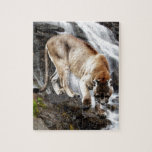 Mountain lion at the waterfall puzzles