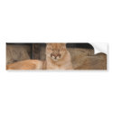Mountain Lion bumper stickers