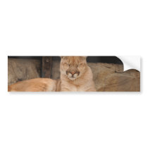 Mountain Lion bumper stickers by jkingiv Mountain Lion bumper stickers