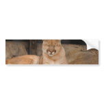Mountain Lion Bumper Stickers