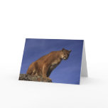 Mountain Lion cards