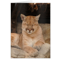 Mountain Lion Cards
