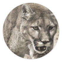 mountain lion close up round sticker