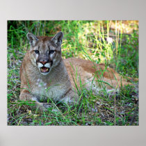 Mountain Lion Complaining Print
