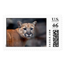 Mountain Lion  Glare Postage stamps
