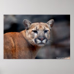 Mountain Lion Glare Poster
