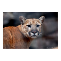 Mountain Lion Glare Poster posters