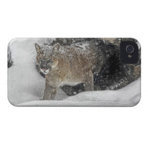 Mountain Lion in Snow iPhone 4 Cases