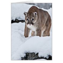 Mountain Lion in the Snow Card