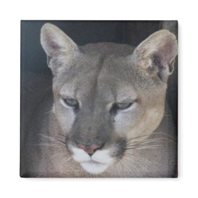 mountain lion fridge magnet by amwesley
