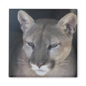 mountain lion magnets by amwesley mountain lion magnets