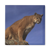Mountain Lion magnets by alternateworlds Mountain Lion magnets
