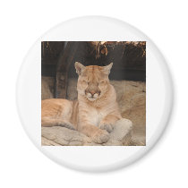 Mountain Lion magnets by jkingiv Mountain Lion magnets