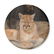 Mountain Lion magnets by jkingiv Mountain Lion magnets