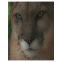 'Mountain Lion on the Hunt' Flyers
