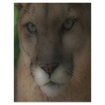 'Mountain Lion on the Hunt' flyers