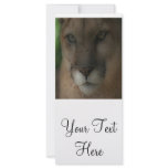 'Mountain Lion on the Hunt' rack cards
