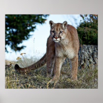 Mountain Lion on the Mountain Poster