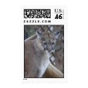 Mountain Lion postage
