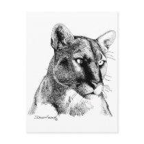 Mountain Lion Post Card