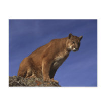 Mountain Lion Postcard