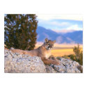 Mountain Lion posters by beverlytazangel Mountain Lion posters
