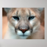 Mountain Lion posters