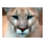 mountain, lion, mountain lion, puma, cougar,
