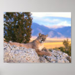 Mountain Lion posters