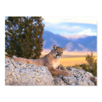 Mountain Lion posters