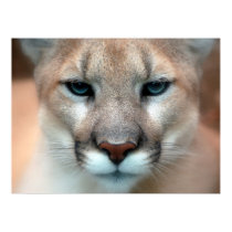 Mountain Lion posters