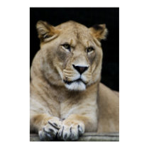 Mountain Lion Print